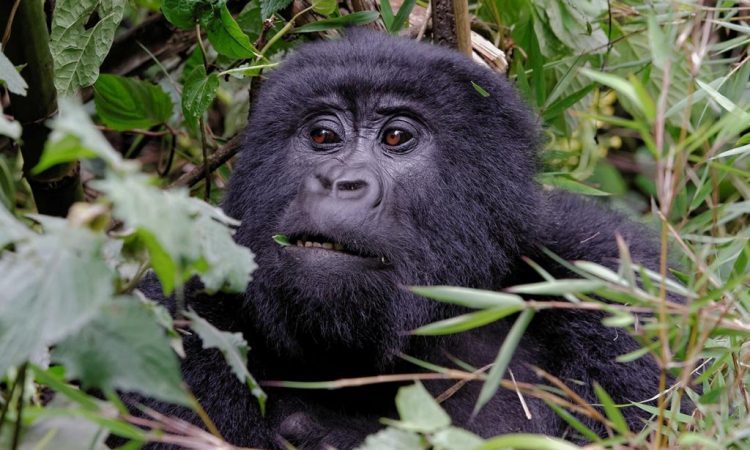 Where to Go for Gorilla Trekking to See Gorillas in Rwanda