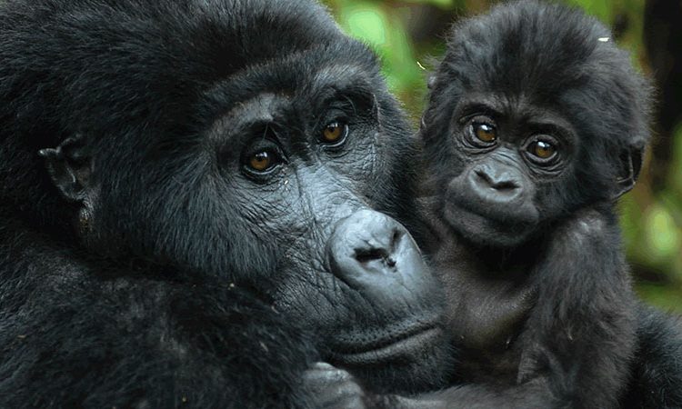 Where to See Gorillas in Uganda Now