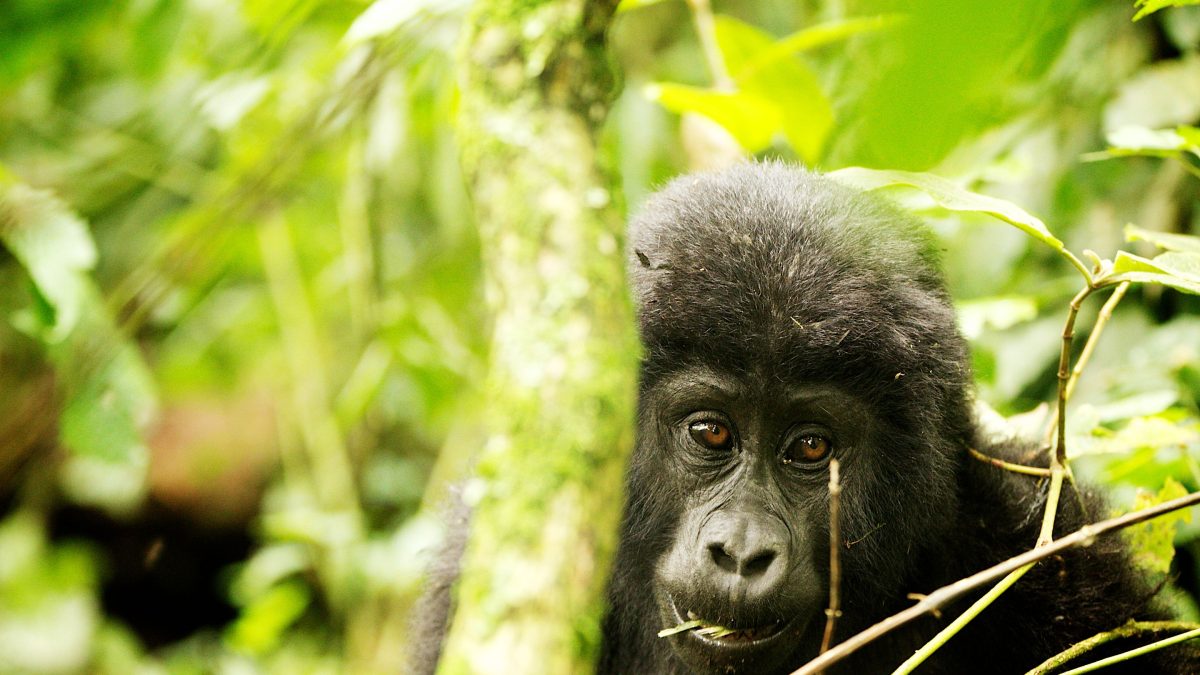 Bwindi National Park