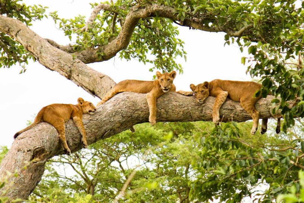 Queen Elizabeth National Park Uganda