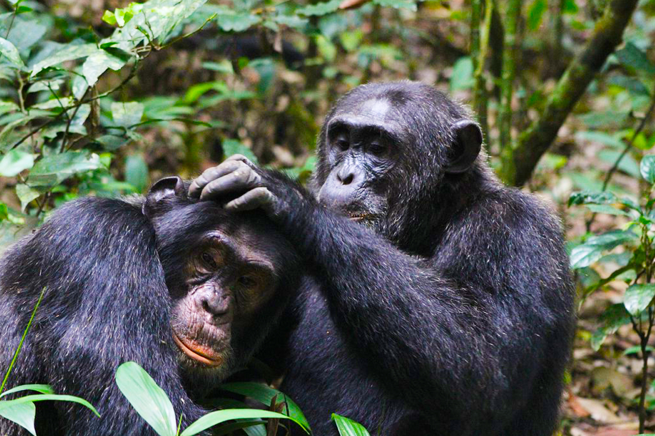 Kibale National Park Uganda