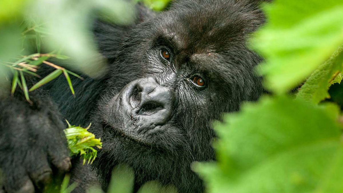 Mgahinga National Park Uganda