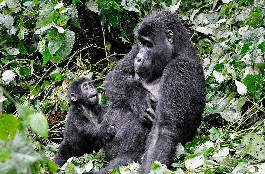 Best Time to Visit Uganda for Gorilla Tour and Trekking