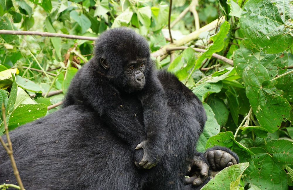 Cost to See Gorillas in Uganda