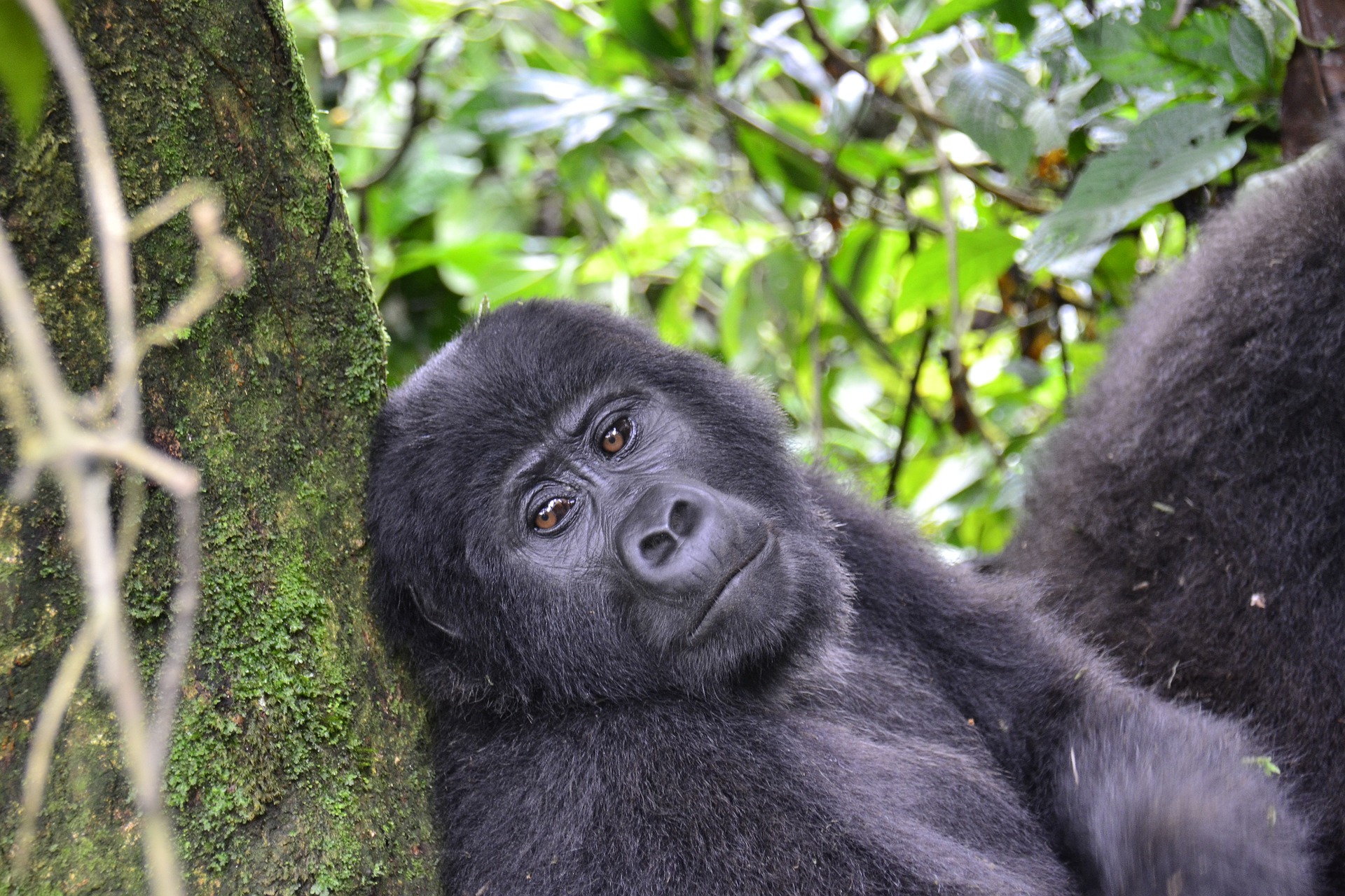 Top 10 things to do Rwanda safari tour and experience