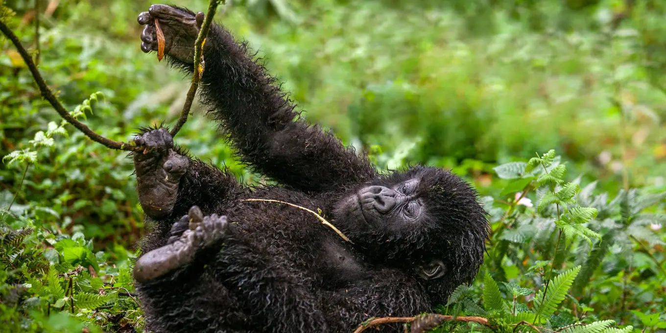 Top Safari Destinations to Visit on Rwanda Safari Holiday