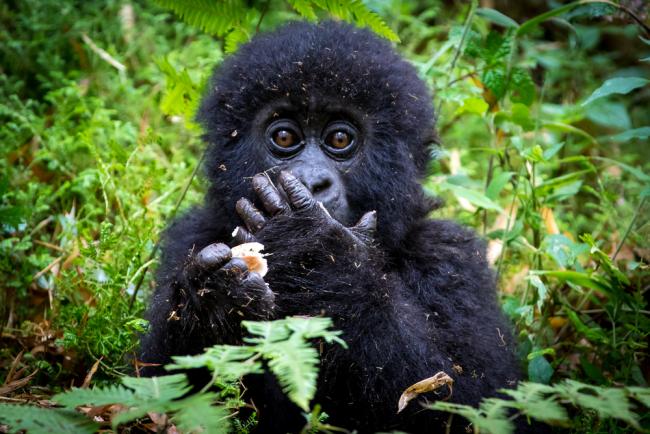 10 Fascinating Gorilla Facts in Rwanda, interesting Facts