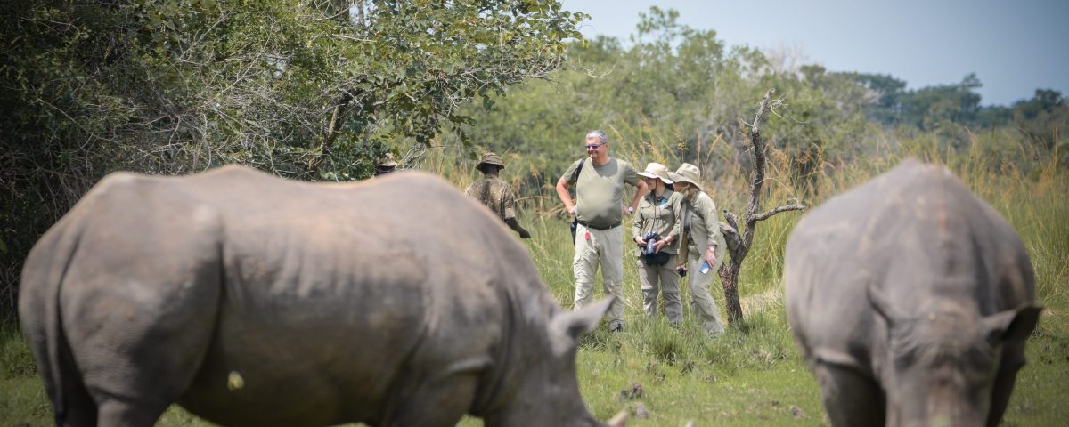 The Big Five and Where to Find Them on Uganda Safari