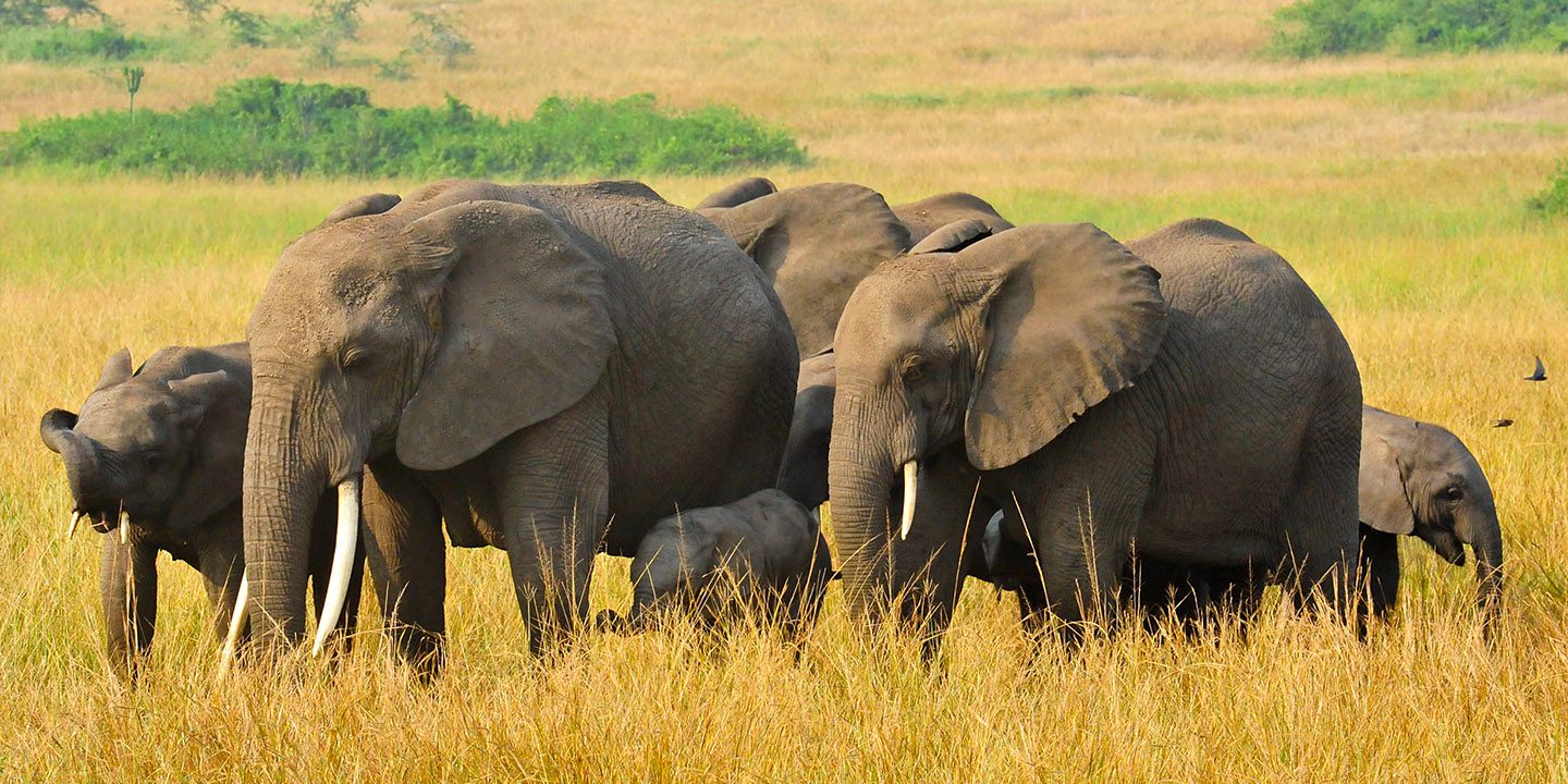 Best Safari Activities to Experience in Queen Elizabeth National Park on a Uganda Safari