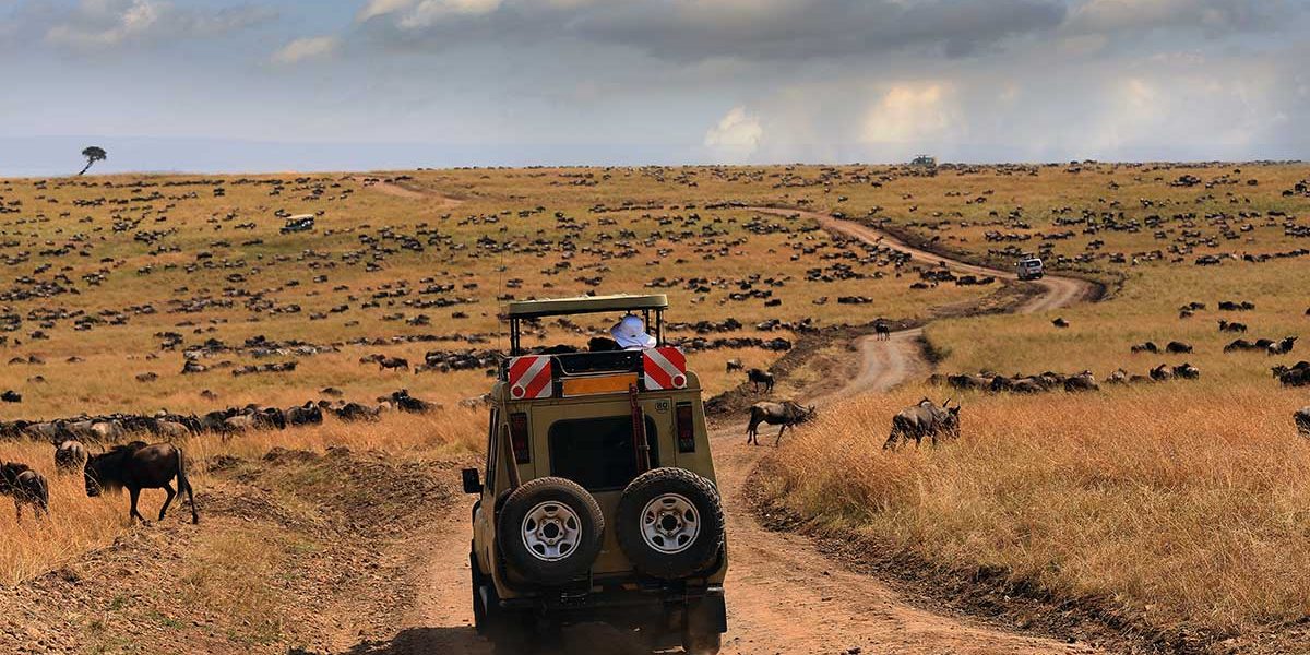 Why Tanzania Safari Is a Top Choice for Every Traveller