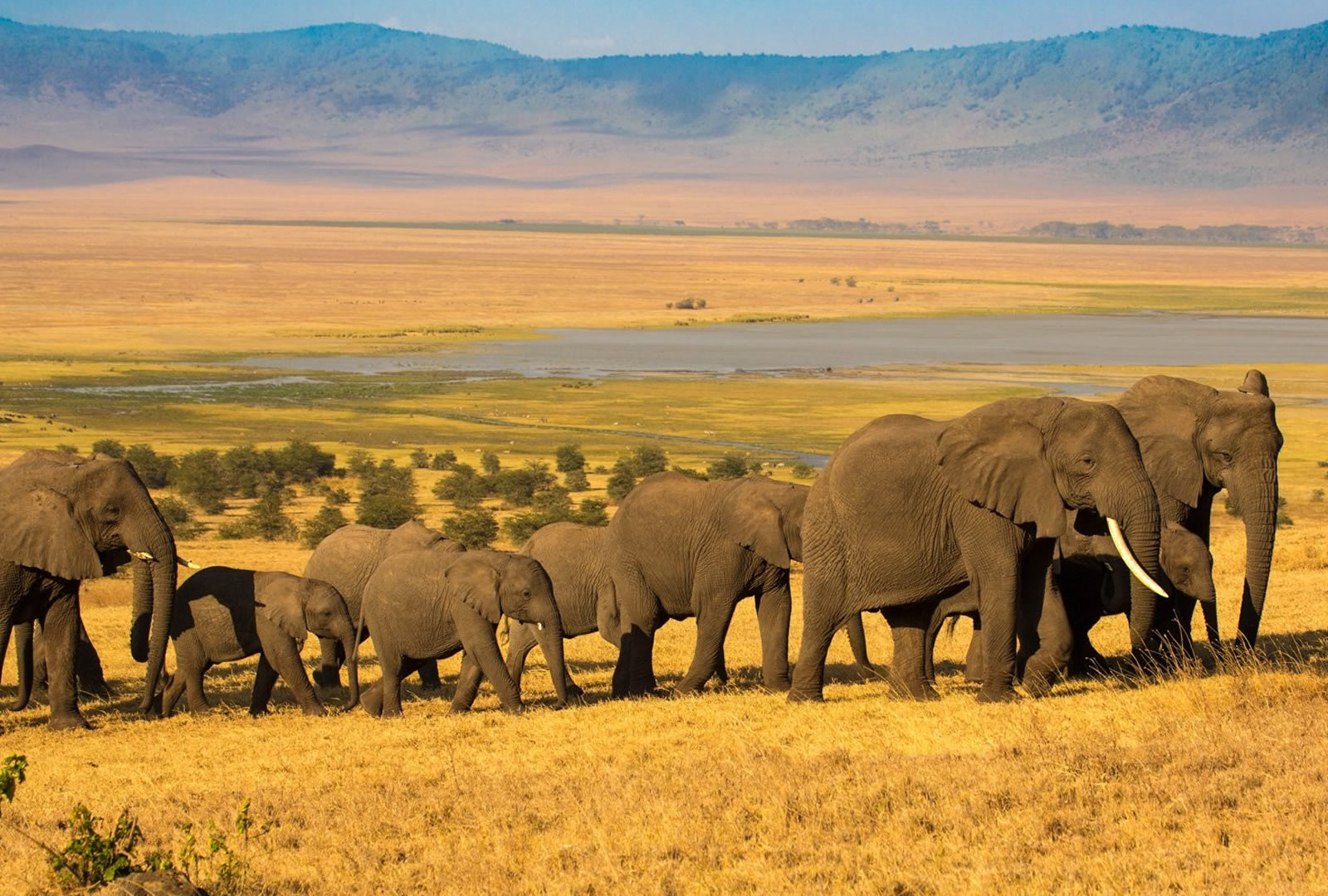 Best Animals and Bird Attractions in Ngorongoro National Park