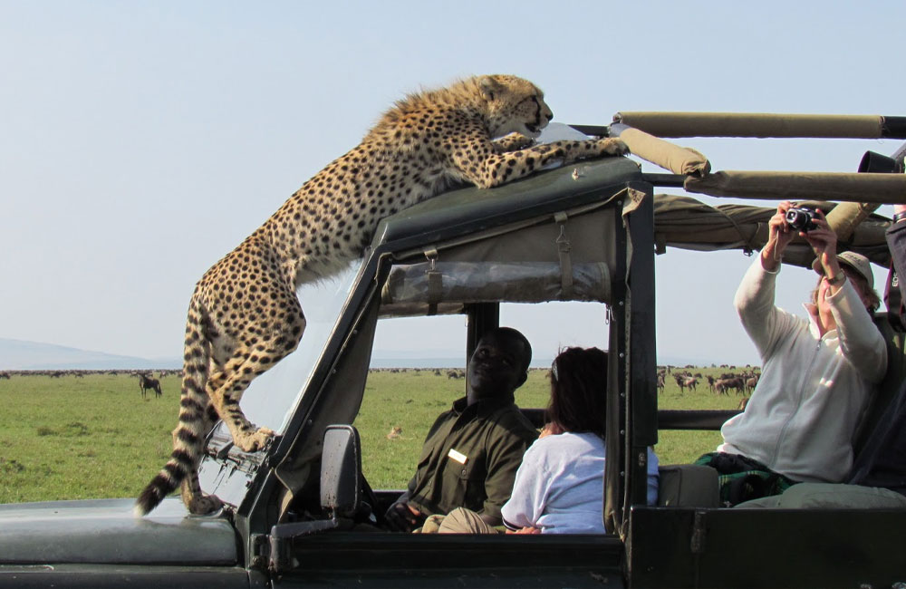 How Much Does a Tanzania Safari Package Cost