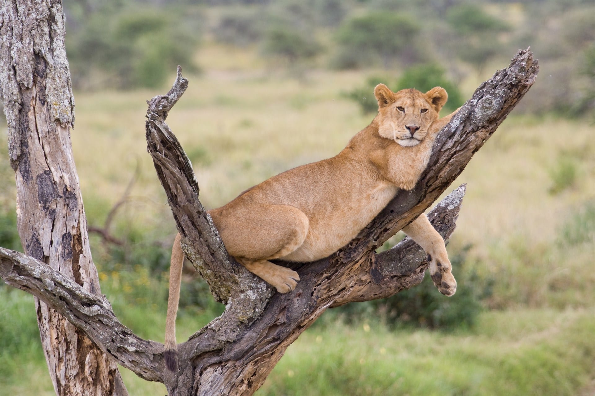 Best Time to Visit Lake Manyara National Park for a Safari