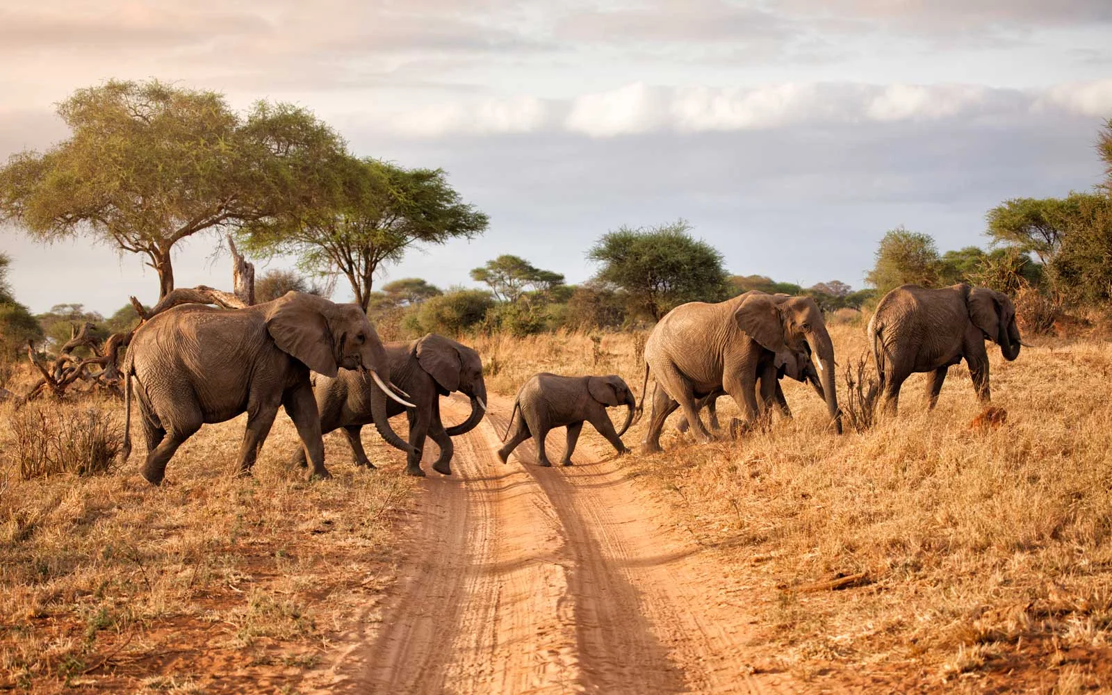 Best things to do in Tarangire national park on a Tanzania safari