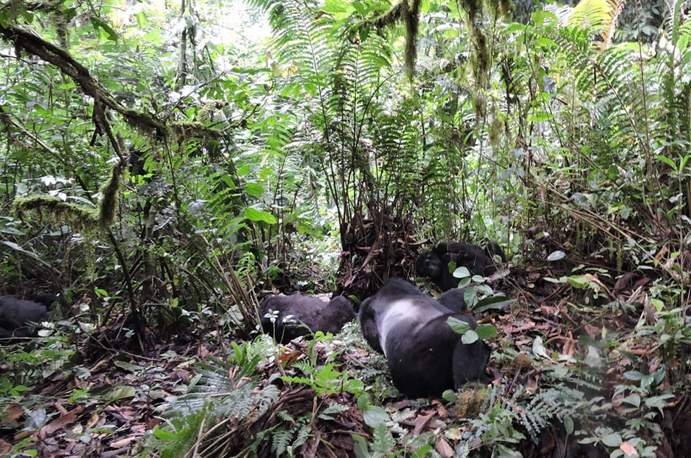 Gorilla Trekking Vs Gorilla Habituation: What is the Difference?