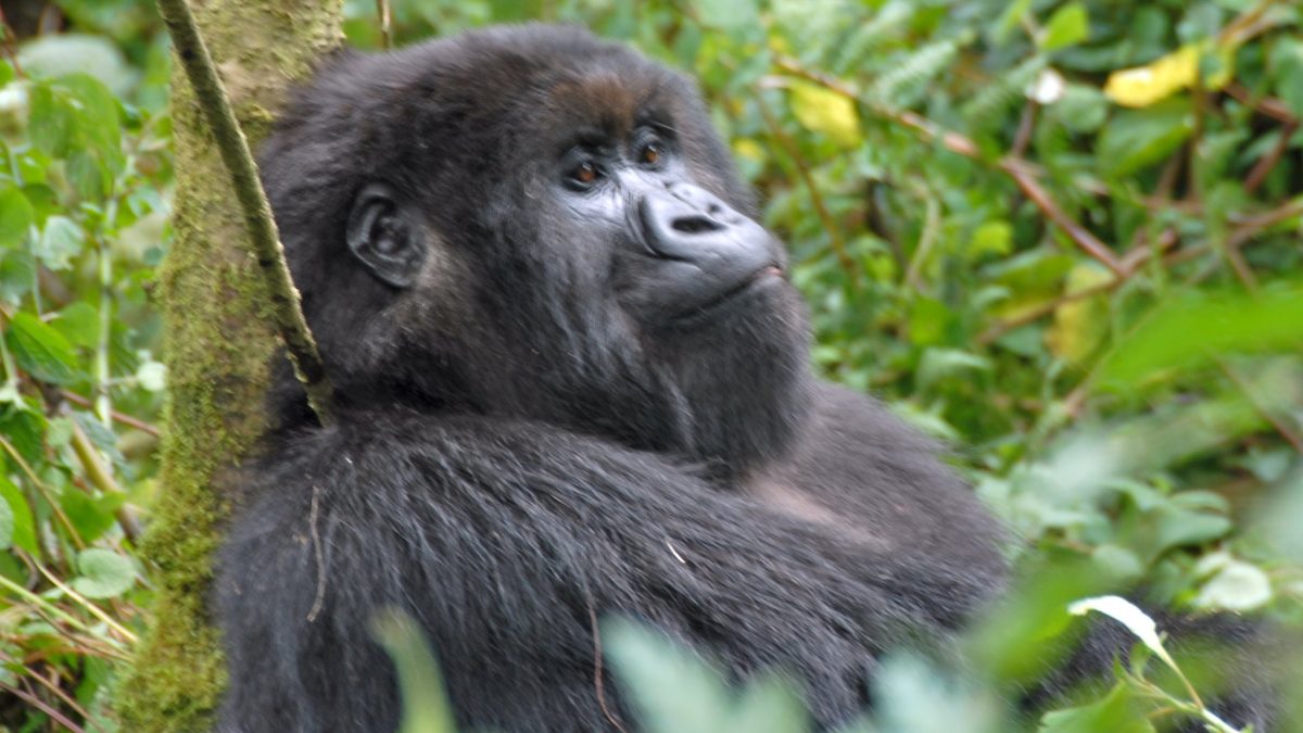 What is Included and Excluded in a Perfect Uganda Safari Package