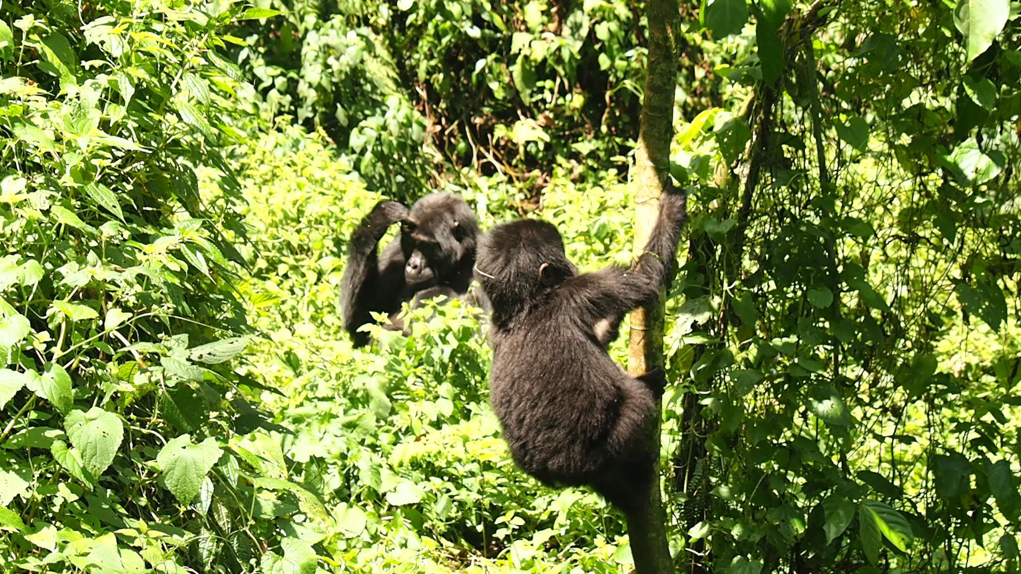The Ultimate Guide to Rwanda Safari