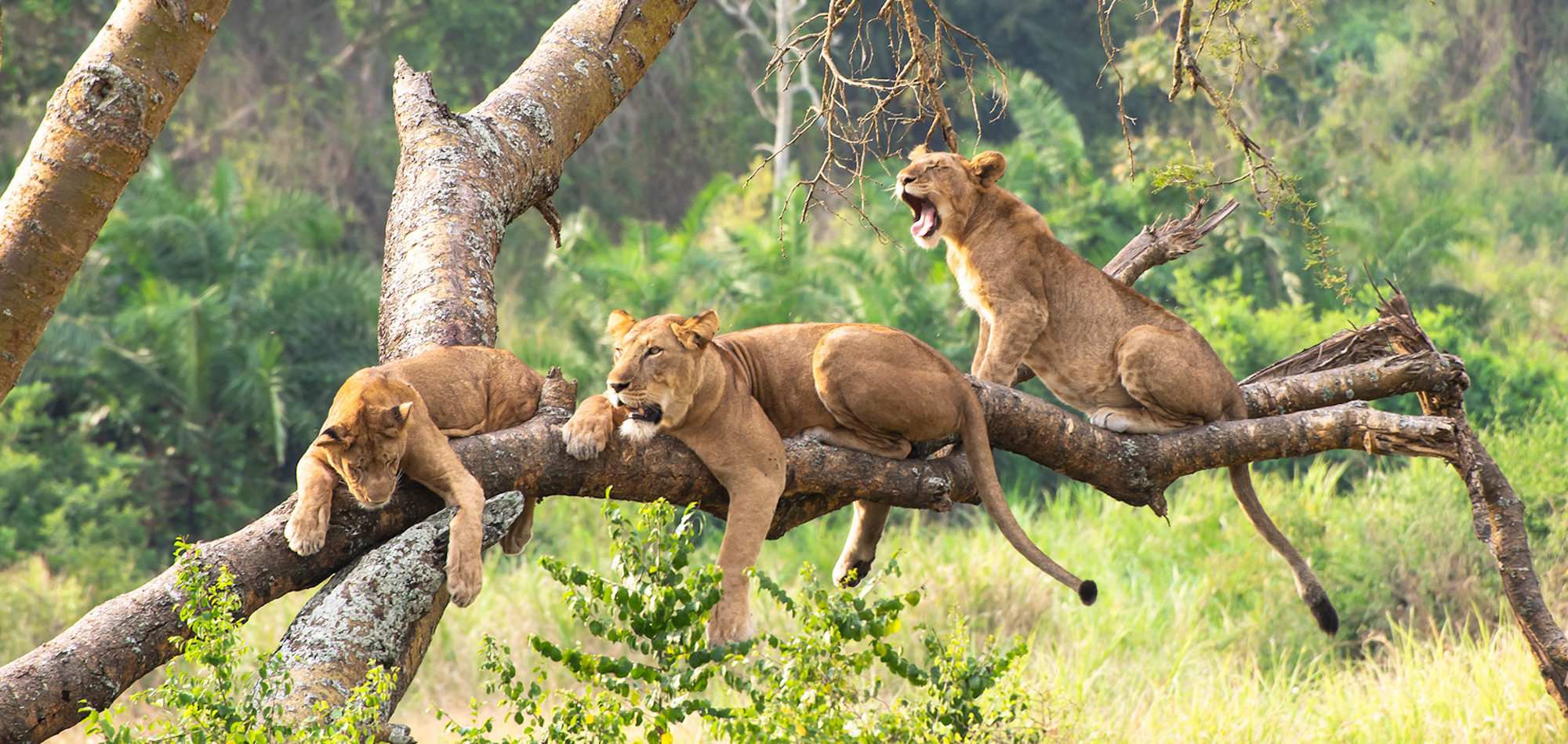 The Ultimate Guide to Uganda Safari