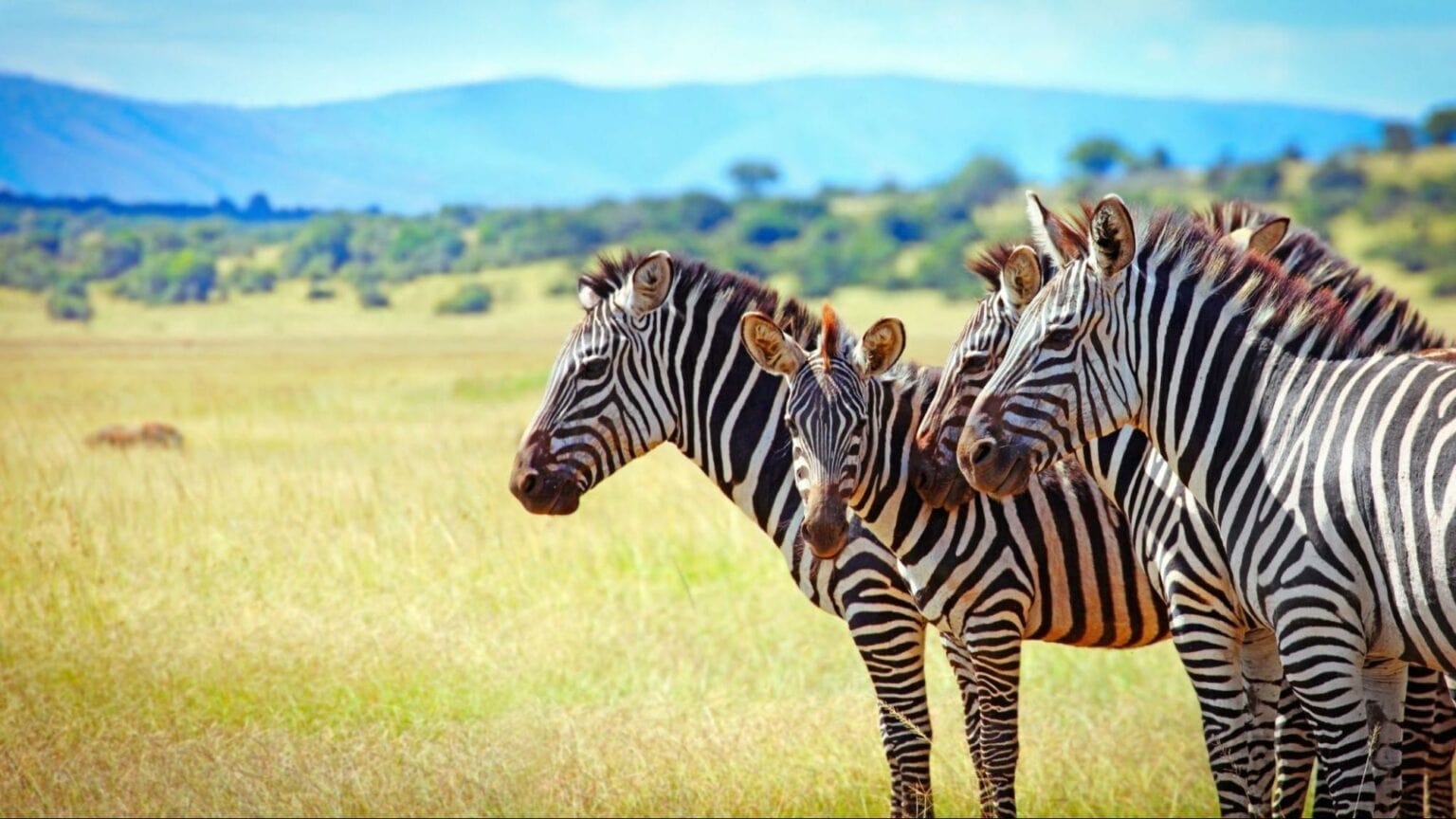 The Ultimate Guide to Akagera National Park Rwanda