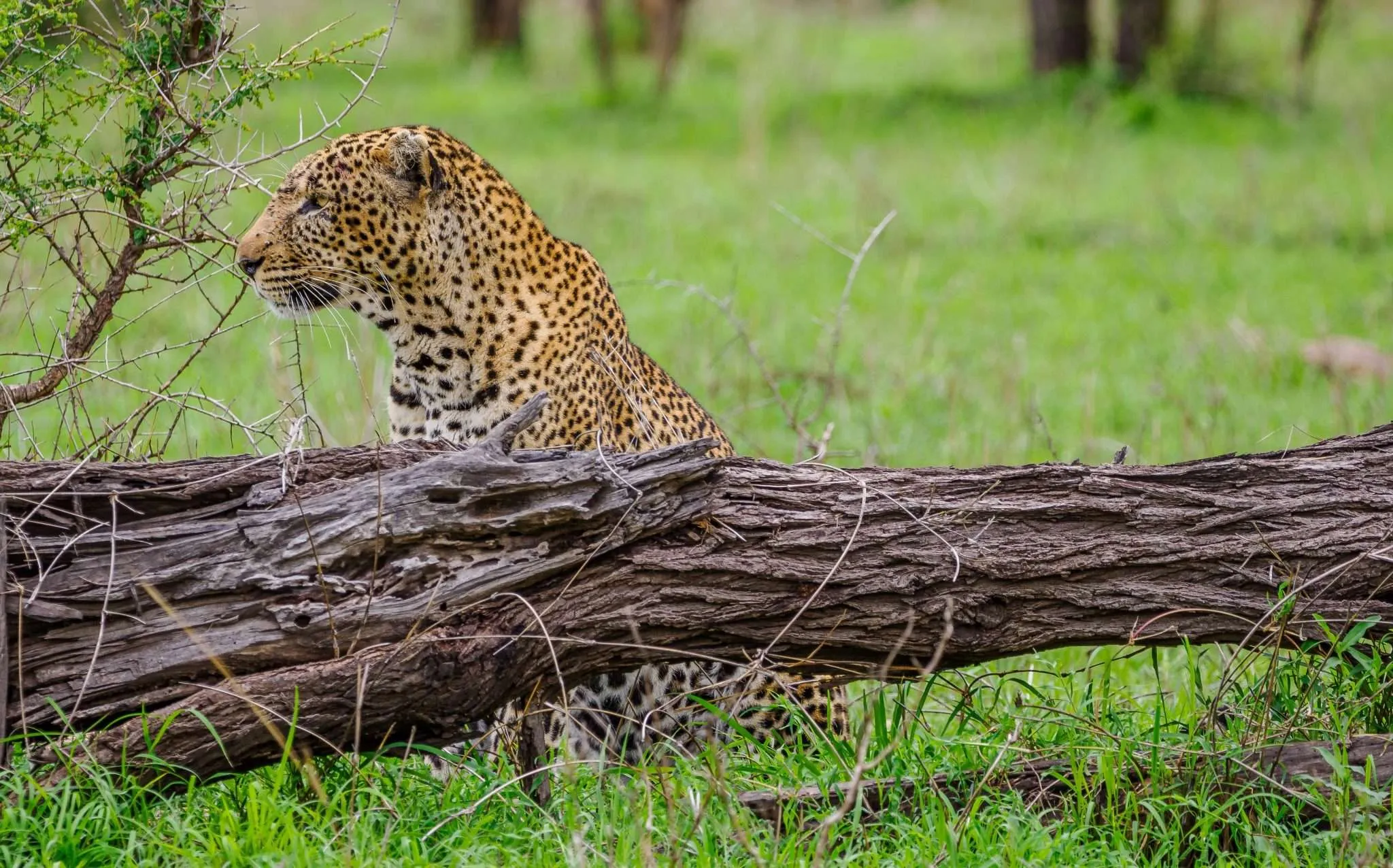 Top 8 must do things during best Tanzania safari