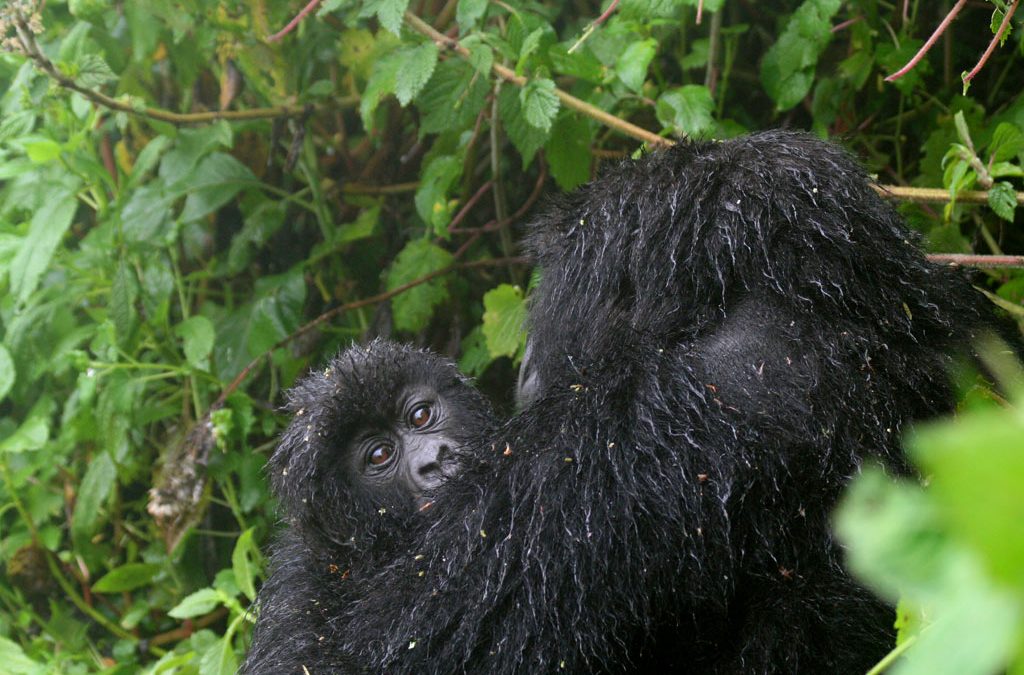 Age Limit for Gorilla Trekking in Uganda: What You Need to Know