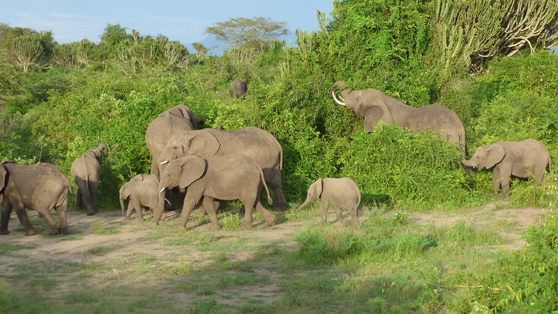 The Ultimate Guide to Queen Elizabeth National Park Uganda