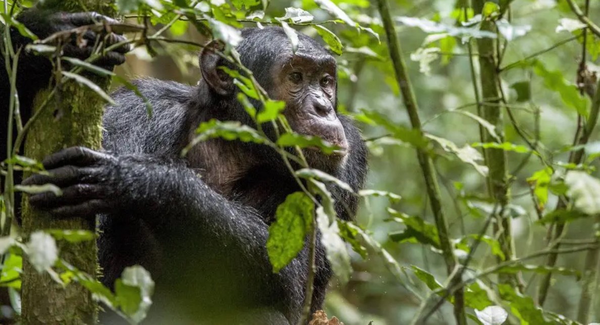 Best Ultimate Guide to Kibale National Park