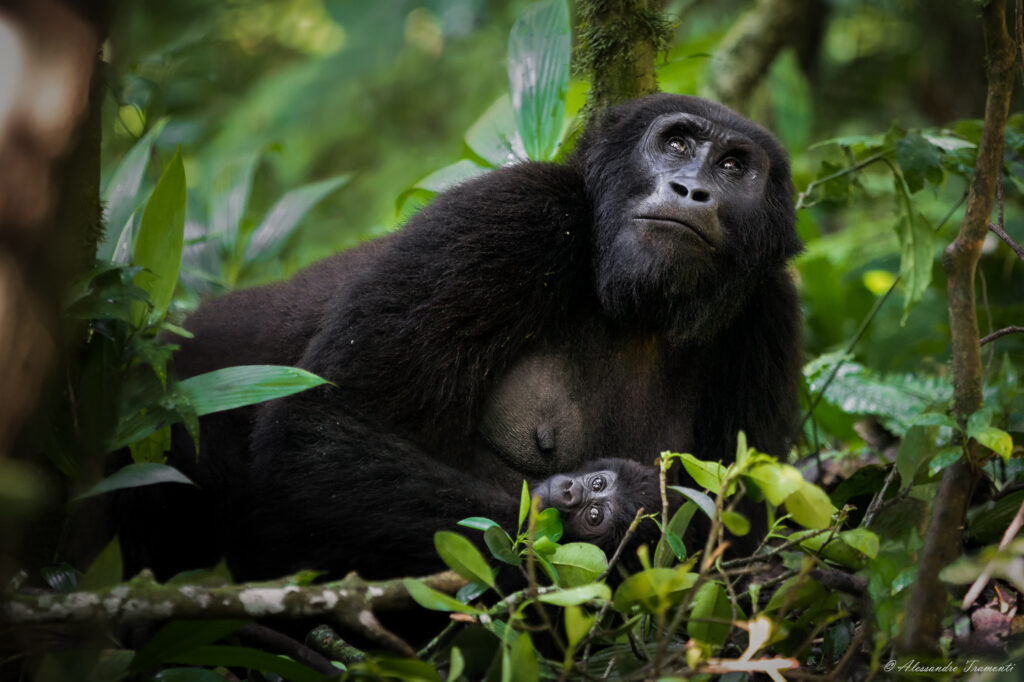 Best ultimate Guide to Bwindi National Park Uganda