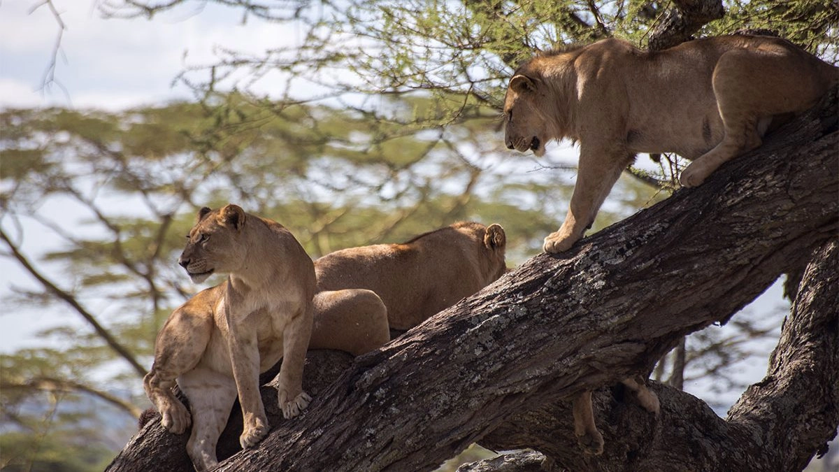 Where to See the Big Five on Uganda Safari