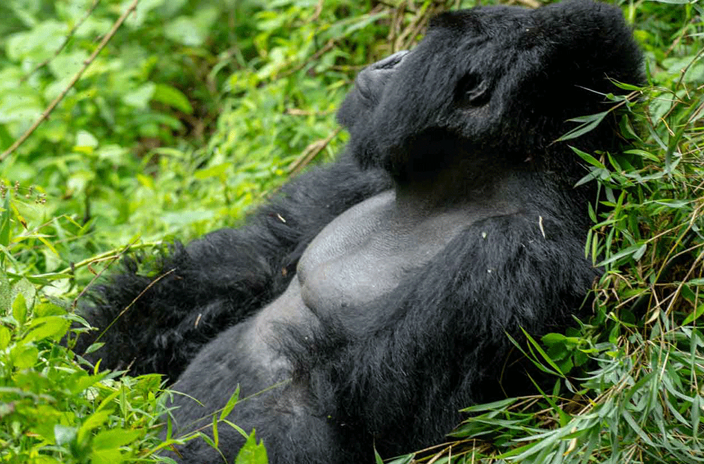 What Are the Animal Attractions to See on Uganda Safari Trip