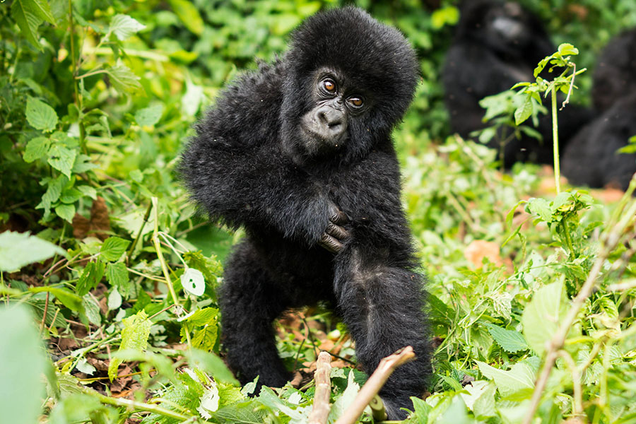 What Are the Animal Attractions to See on Rwanda Safari Trip