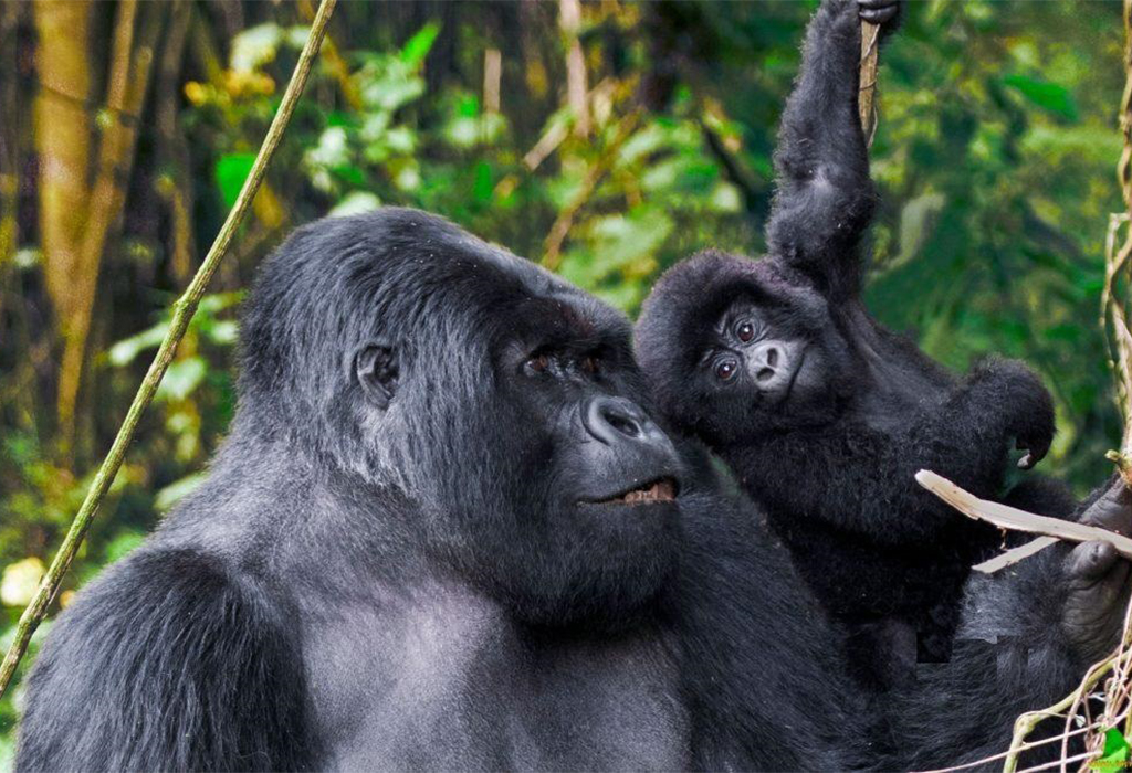 Top 10 Reasons for Combining Uganda and Rwanda for a Safari Holiday
