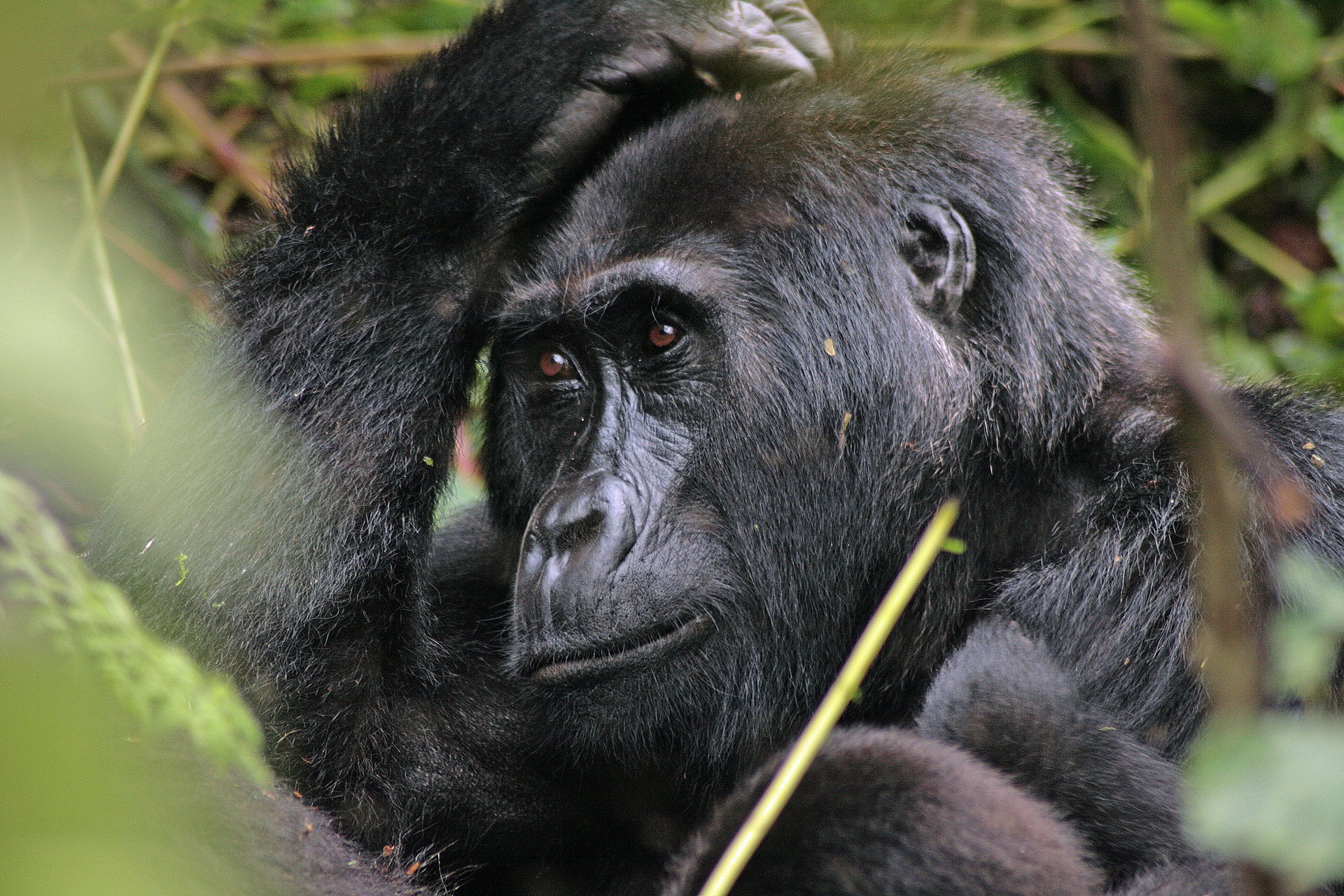 How Many Days Are Enough for Uganda Gorilla Trekking and Safari?