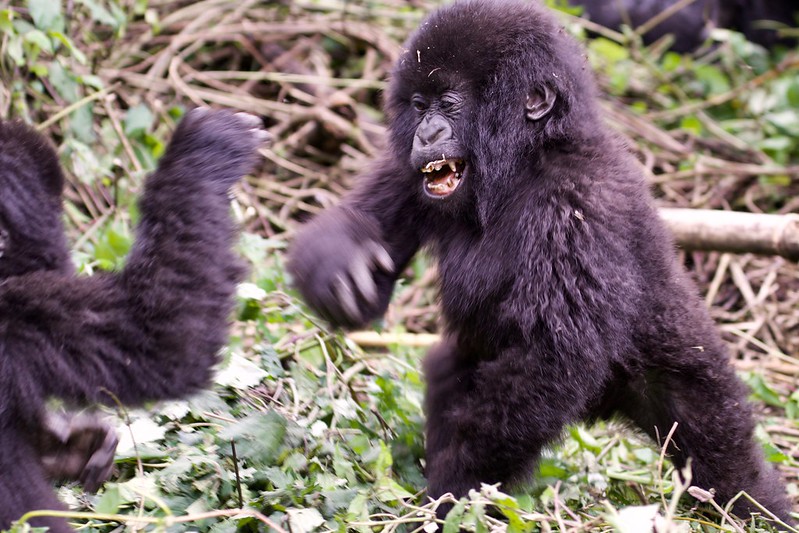 How Many Days Are Enough for Rwanda Gorilla Trekking and Safari
