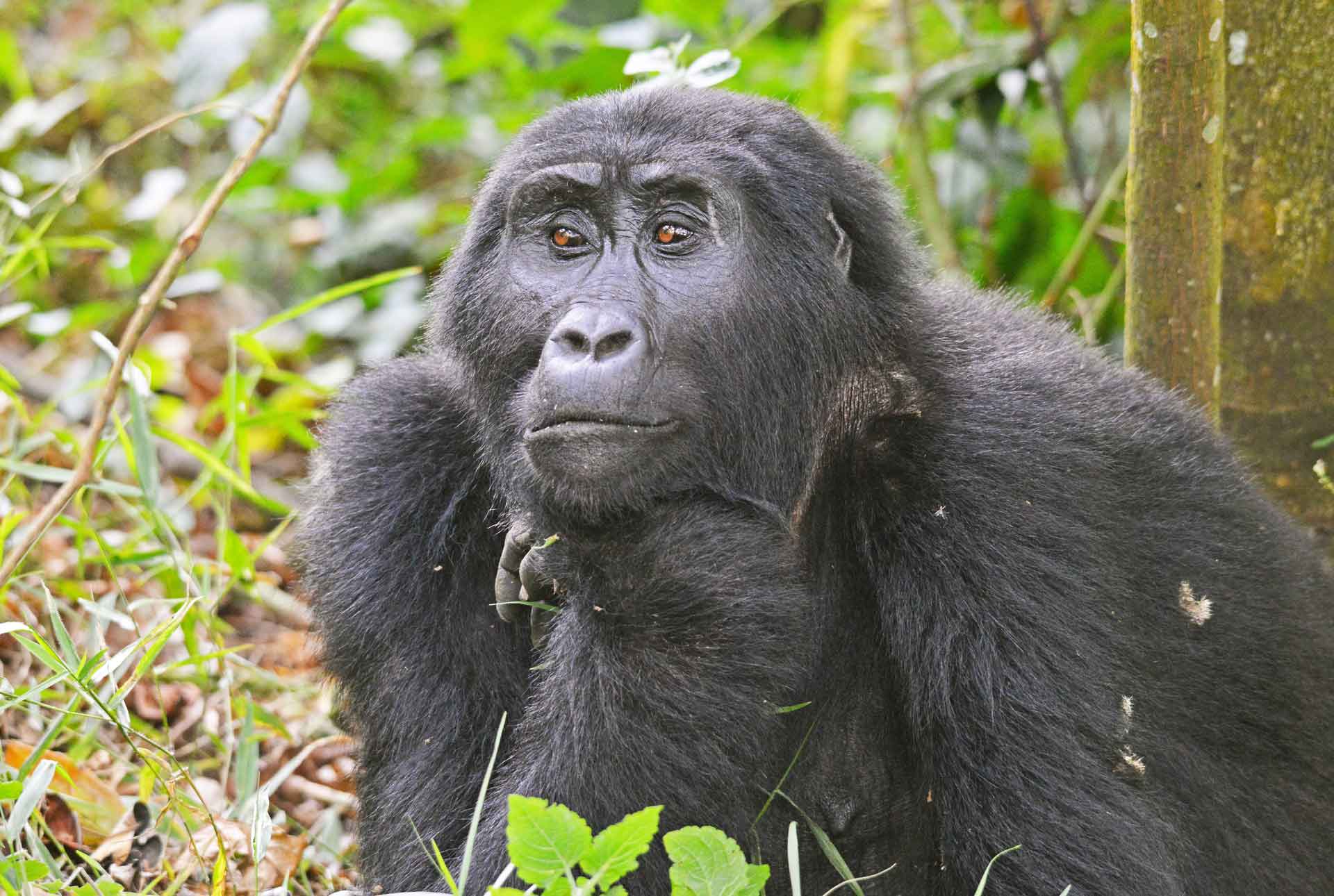 How to Plan a Perfect Gorilla Trekking Experience in Uganda