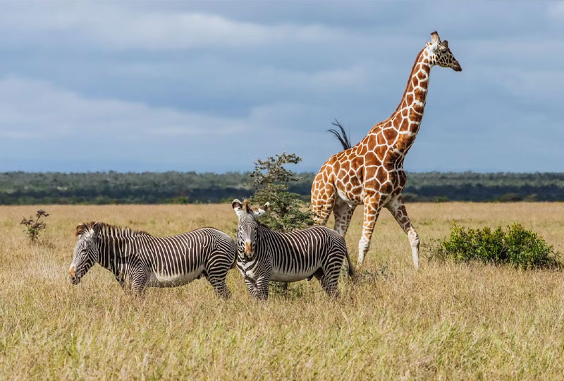The Basic Information You Need to Know About a Safari Holiday in Kenya