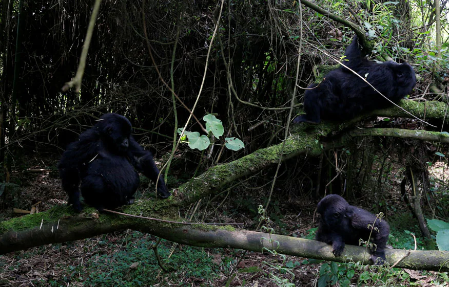 Inside Volcanoes National Park, Home to Mountain Gorillas in Rwanda