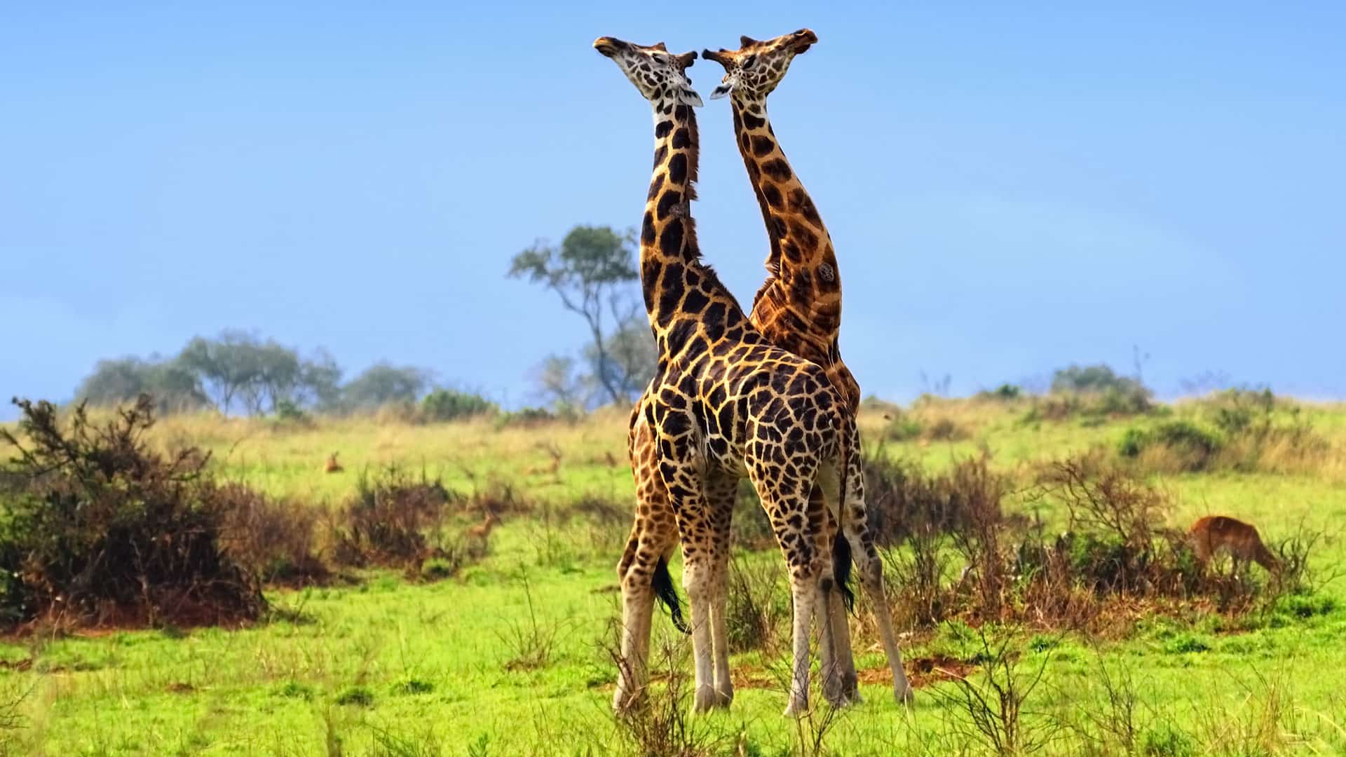 The 20 FAQs about Uganda safari tours