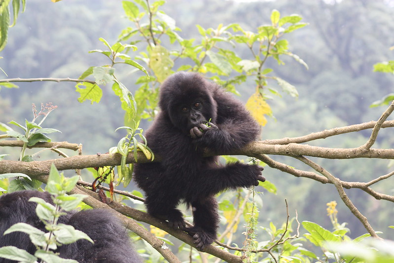 The 20 FAQs about Rwanda Safari Tours