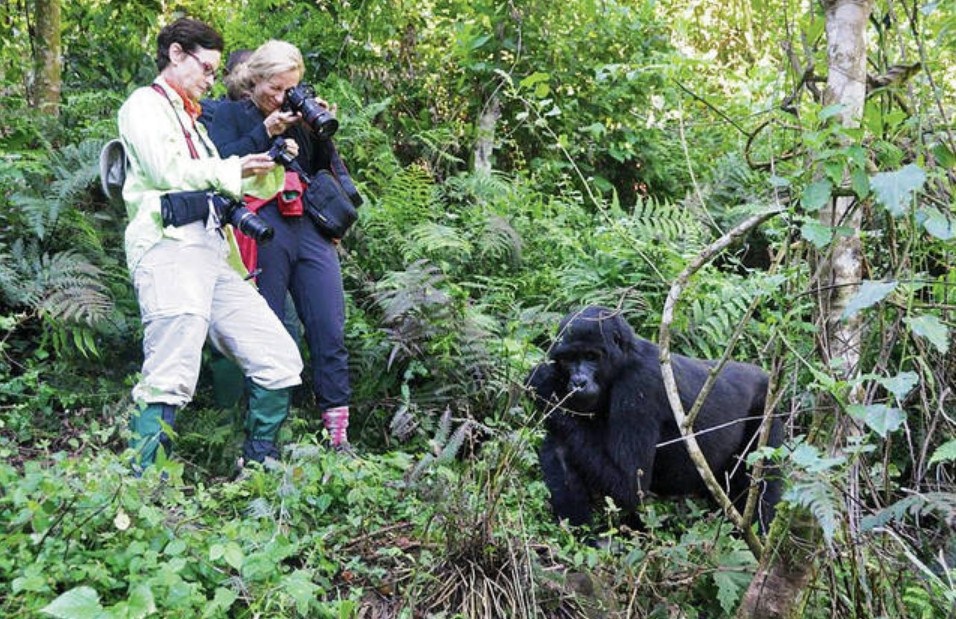 How Close Can Visitors Get to Mountain Gorillas in Rwanda or Uganda?