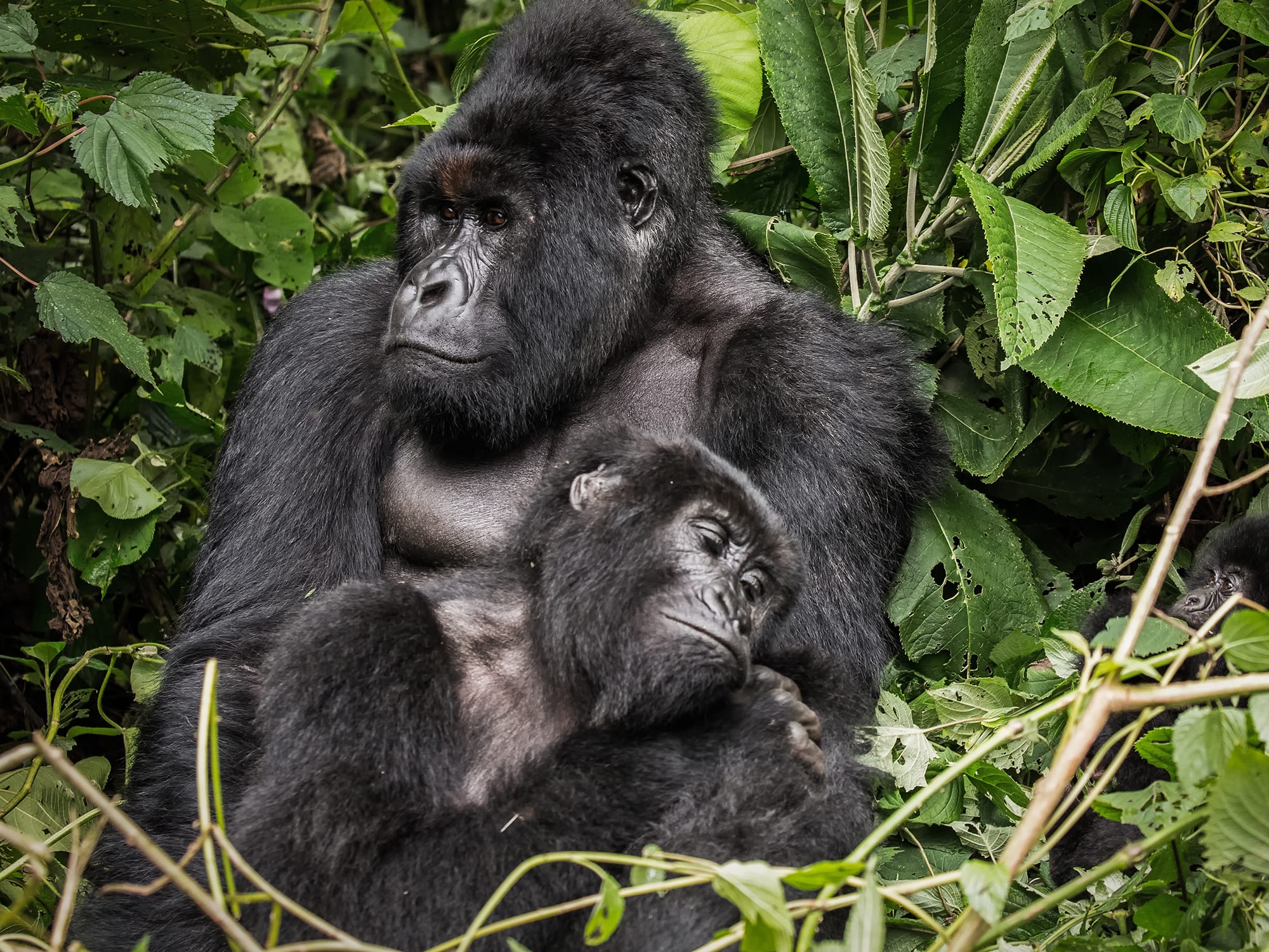 How Can I Book Rwanda Safari Tours?