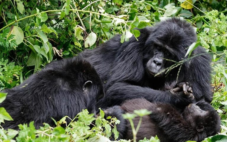 How Difficult Is Gorilla Trekking in Rwanda
