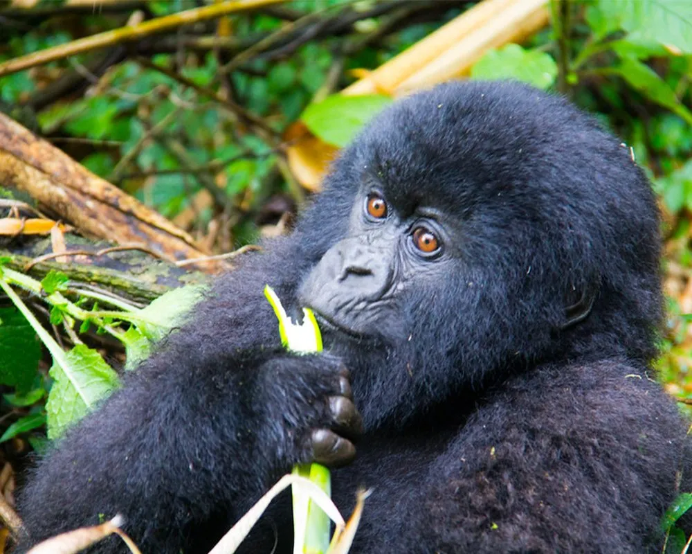 UGANDA