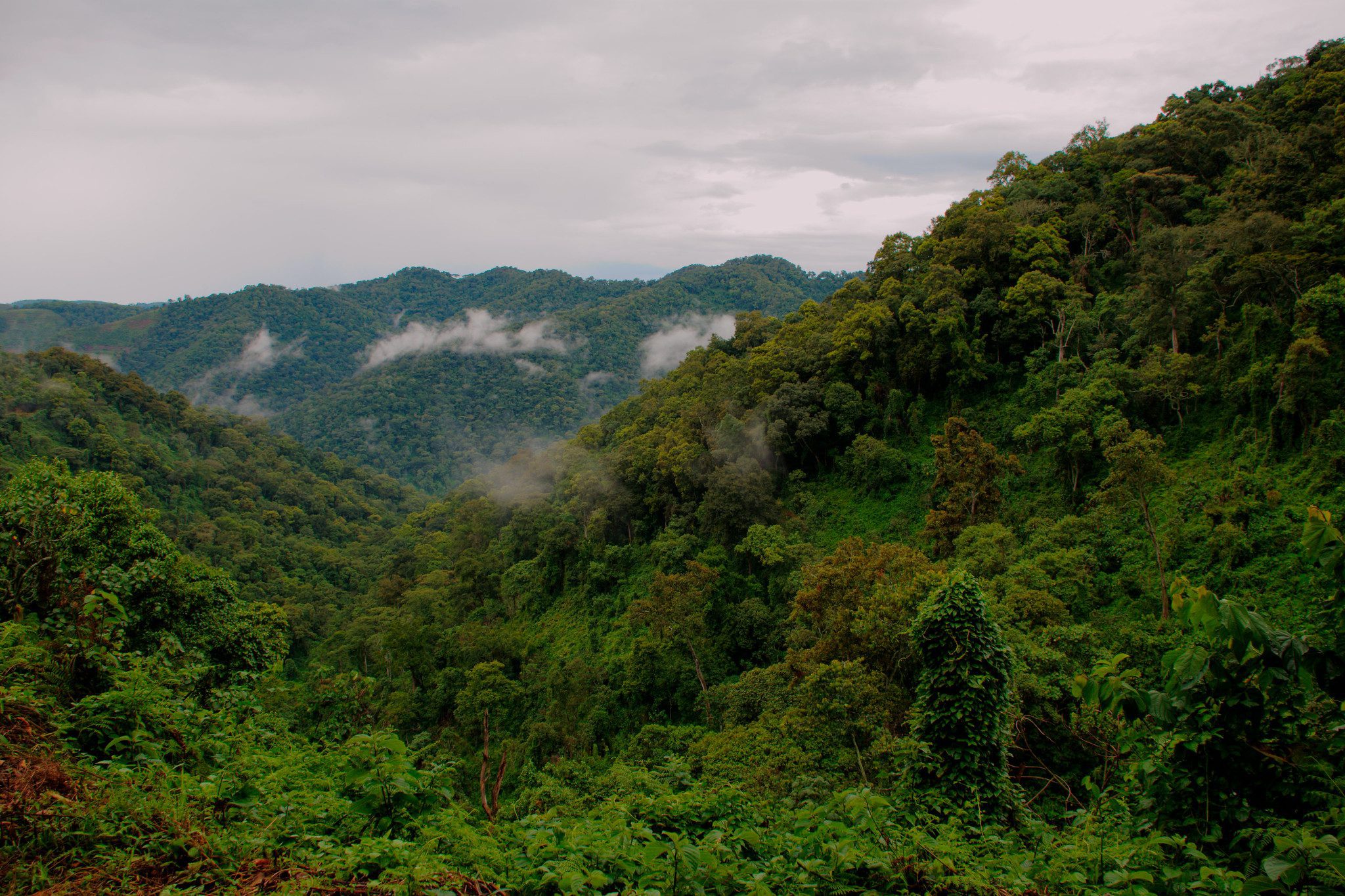 Day 1: Arrival in Entebbe and Transfer to Bwindi Impenetrable National Park
