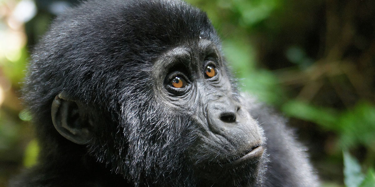 Day 2:Gorilla Trekking and Lake Bunyonyi Experience