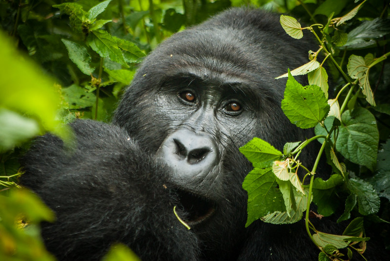 Day 2: Gorilla Trekking and Cultural Experience