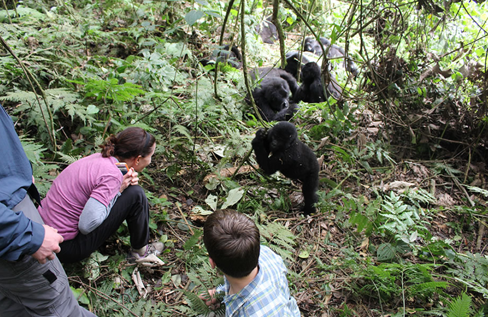 Day 2: Gorilla Trekking and Return to Kigali
