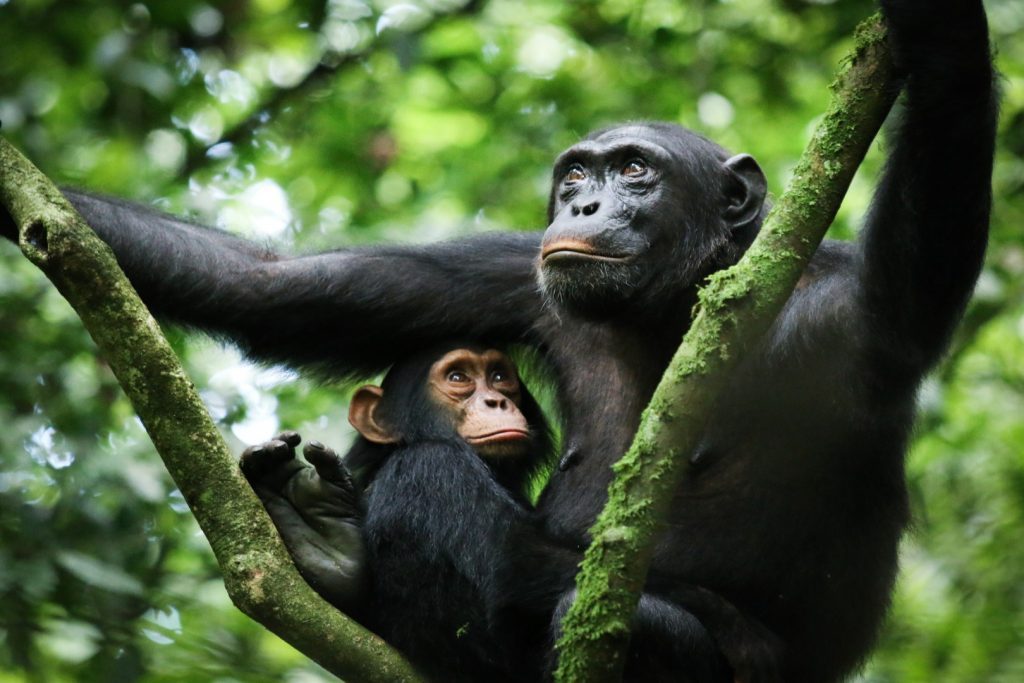 Day 2: Chimpanzee Trekking and Transfer to Bwindi