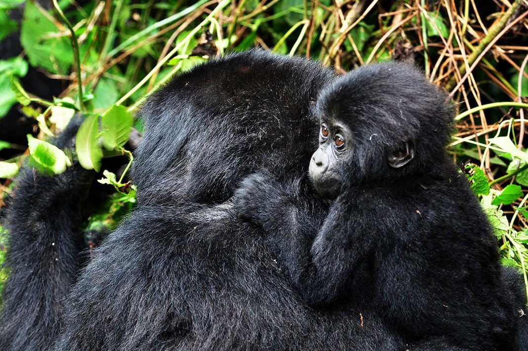 Day 3: Gorilla Trekking and Lake Bunyonyi Experience