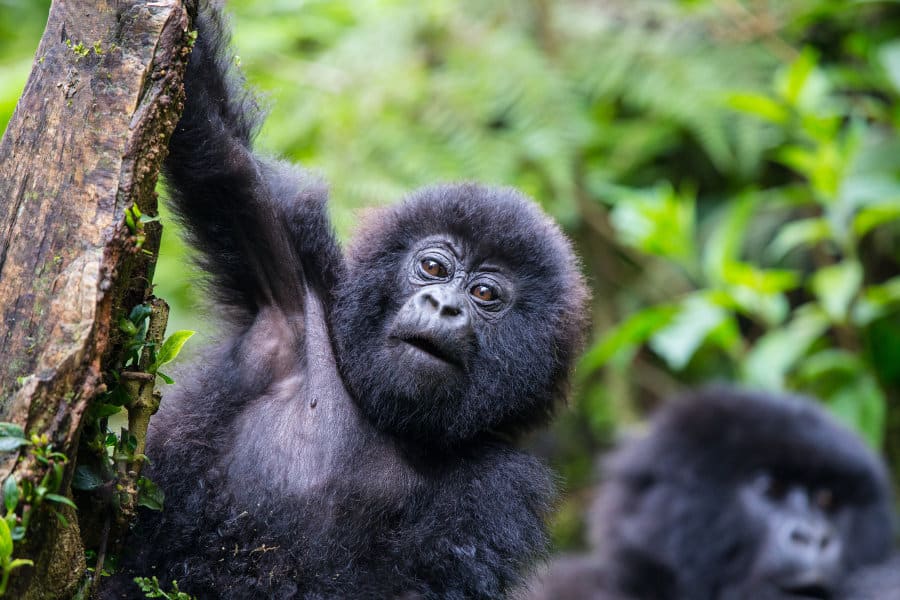 Day 4: Gorilla Trekking and Visit to Dian Fossey Tomb